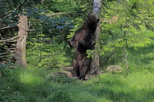 Eurasian brown bear (Ursus arctos arctos)