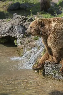 One eurasian brown bear (Ursus arctos arctos)