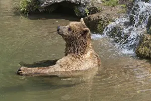 One eurasian brown bear (Ursus arctos arctos) bathing