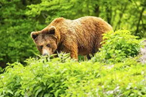 Eurasian brown bear (Ursus arctos arctos) in a forest