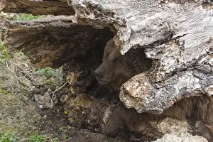 Eurasian brown bear (Ursus arctos arctos) hiding in a hollow log