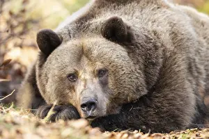 Eurasian Brown Bear (Ursus arctos arctos) lying in a forest