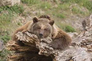 Eurasian brown bear (Ursus arctos arctos) resting on a log
