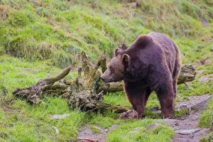 A eurasian brown bear (Ursus arctos arctos) runs across a meadow in hilly terrain