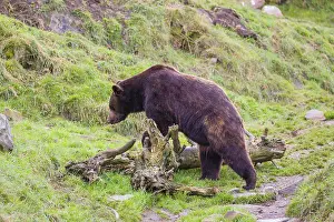 A eurasian brown bear (Ursus arctos arctos) runs across a meadow in hilly terrain
