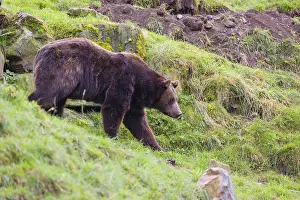 A eurasian brown bear (Ursus arctos arctos) runs across a meadow in hilly terrain