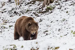 A Eurasian brown bear (Ursus arctos arctos) runs across a snow-covered meadow in hilly terrain