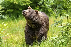 Eurasian brown bear (Ursus arctos arctos) standing between bushes