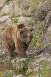 Eurasian brown bear (Ursus arctos arctos) walking towards camera