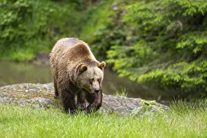 Eurasian brown bear (Ursus arctos arctos) walking on a meadow