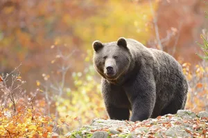 Eurasian brown bear (Ursus arctos arctos) walking on a rock in an autumn forest with colorful foliage