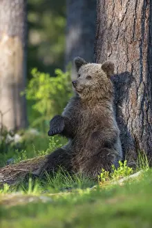 Eurasian Brown Bear (Ursus arctos) cub resting on forest floor leaning against tree