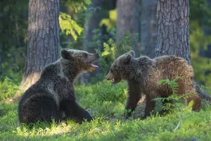 Eurasian Brown Bear (Ursus arctos) two cubs play fighting in forest