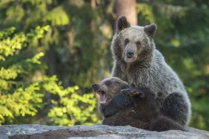 Eurasian Brown Bear (Ursus arctos) two fighting in forest