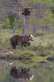 Eurasian Brown Bear (Ursus arctos) mother with cub