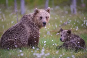 Eurasian Brown Bear (Ursus arctos) mother with cub