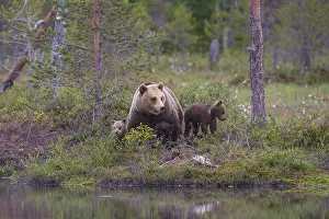 Eurasian Brown Bear (Ursus arctos) mother with cubs