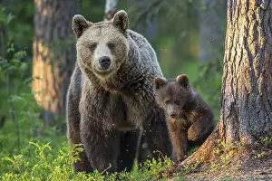 Eurasian Brown Bear (Ursus arctos) mother with cubs in forest