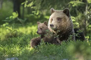 Eurasian Brown Bear (Ursus arctos) mother with cubs in forest