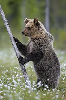 Eurasian Brown Bear (Ursus arctos) standing at tree trunk in white cottongrass