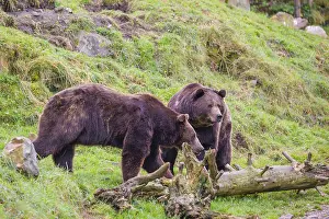 Two eurasian brown bears (Ursus arctos arctos) meet on a meadow in hilly terrain