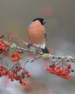 Eurasian bullfinch, bullfinch (Pyrrhula pyrrhula)