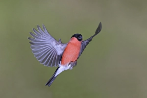 Eurasian bullfinch (Pyrrhula pyrrhula)