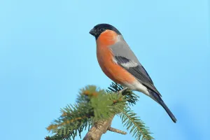 Eurasian bullfinch (Pyrrhula pyrrhula)
