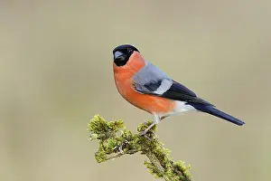 Eurasian bullfinch (Pyrrhula pyrrhula)