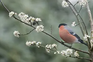 Eurasian bullfinch (Pyrrhula pyrrhula)