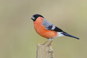 Eurasian bullfinch (Pyrrhula pyrrhula)