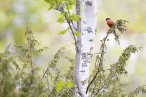 Eurasian bullfinch (Pyrrhula pyrrhula)