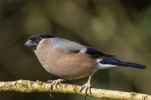 Eurasian bullfinch (Pyrrhula pyrrhula) female sitting on a branch