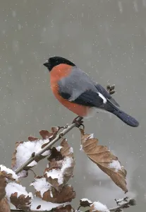 Eurasian bullfinches (Pyrrhula pyrrhula)