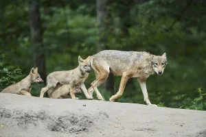 Eurasian (Canis lupus lupus) wolfes