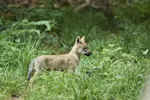 Eurasian (Canis lupus lupus) wolfes youngster in the forest