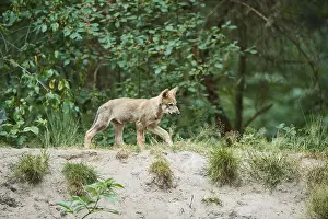 Eurasian (Canis lupus lupus) wolfes youngster in the forest