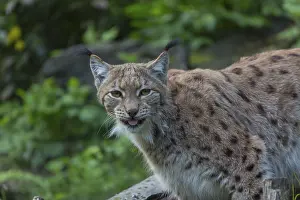 One Eurasian (Carpathian) lynx