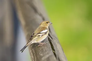 Eurasian chaffinch (Fringilla coelebs) sitting on a wood