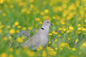 Eurasian Collared Dove, calling