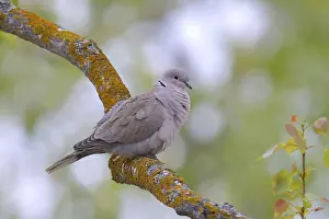 Eurasian Collared Dove (Streptopelia decaocto)