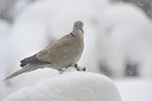 Eurasian collared dove (Streptopelia decaocto)