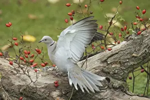 Eurasian collared dove (Streptopelia decaocto)