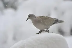 Eurasian collared dove (Streptopelia decaocto)
