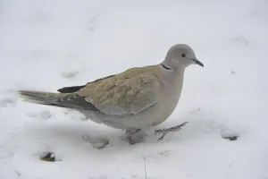Eurasian collared dove (Streptopelia decaocto)