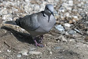 Eurasian collared dove (Streptopelia decaocto)