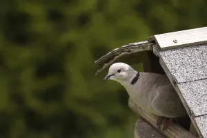 Eurasian collared dove (Streptopelia decaocto)