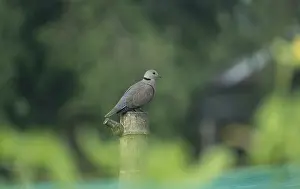 An Eurasian collared dove (Streptopelia decaocto)