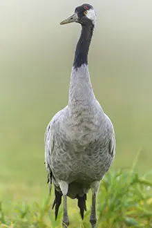 Eurasian or common crane (Grus grus)
