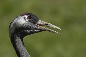 Eurasian or Common crane (Grus grus) adult bird with its beak open calling